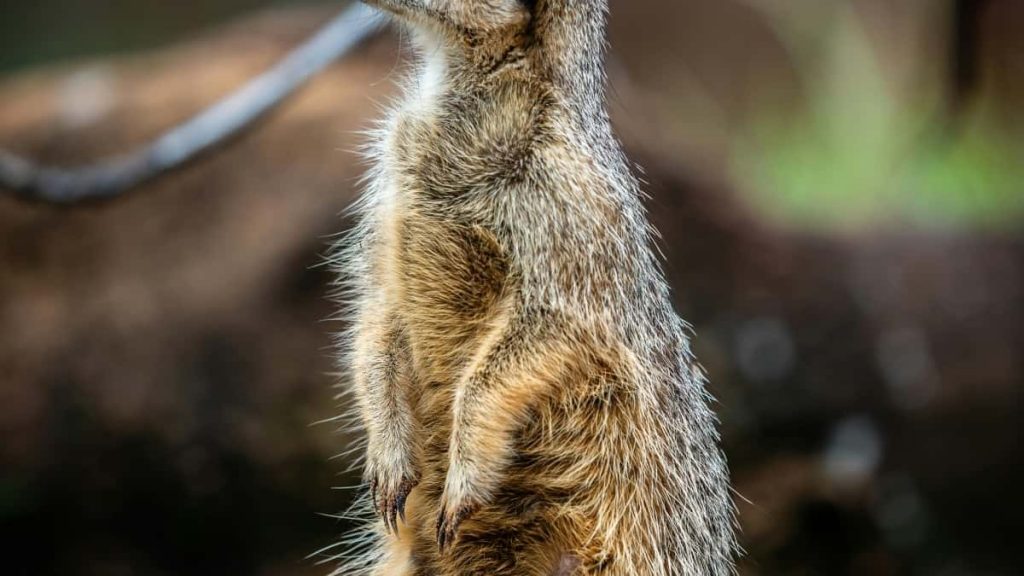 2025年瑞典WhatsApp网红达人粉丝排行全解析