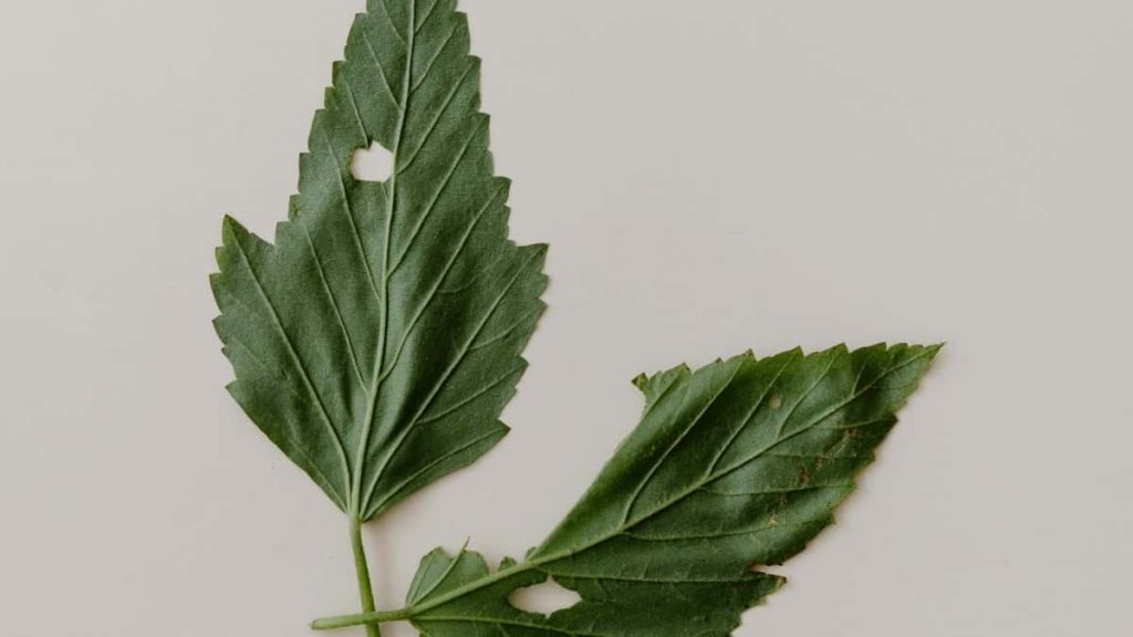 2025年India Pinterest网红达人粉丝排行榜全解析