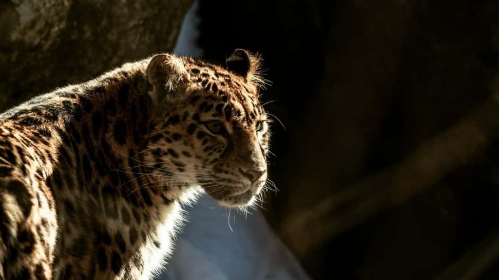 2025年Argentina LinkedIn网红达人粉丝排行榜全解析