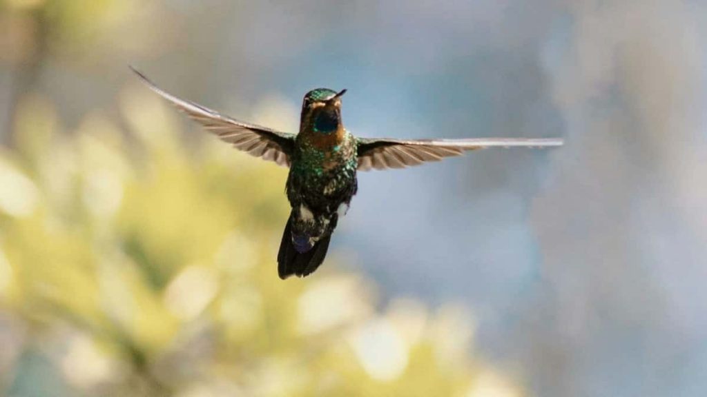 2025年Argentina Snapchat网红达人粉丝排行榜全解析实战玩法