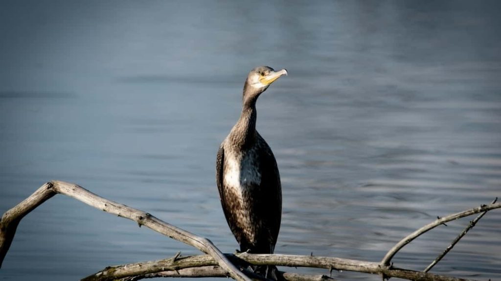 2025年Saudi Arabia Pinterest网红达人粉丝排行榜揭秘
