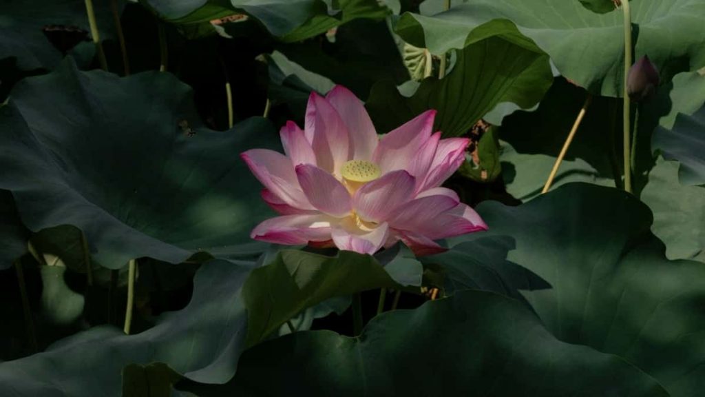 揭秘中国广告主如何通过埃塞俄比亚Reddit创作者精准转化活跃用户为潜在客户。