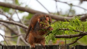 深度解析如何在摩洛哥市场精准定位Lazada创作者，打造幕后内容赞助，实现品牌曝光和转化最大化。