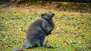 教你从中国视角精准触达亚美尼亚SoundCloud上的健身装备品牌，快速拿到产品评测机会。