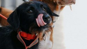 教你用抖音精准联络爱尔兰品牌，评测学习平台，挖掘全球流量新机遇。