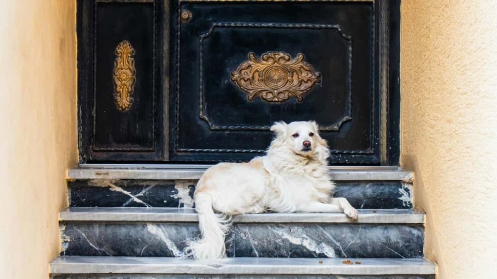 面向中国创作者：一步步教你用Roposo接触智利品牌、争取开箱合作的实战流程与话术模板。结合品牌出海与渠道扩展的实际案例，帮你快速切入拉美市场。