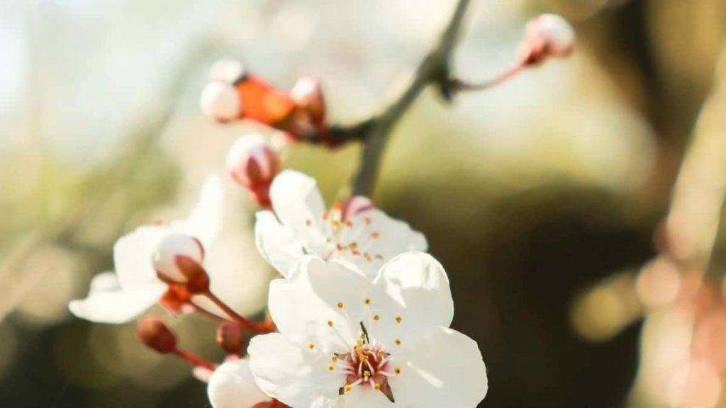 面向中国广告主：实操路径与本地化话术，教你在捷克找到Chingari创作者并把流量导向健身App。