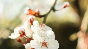 面向中国广告主：实操路径与本地化话术，教你在捷克找到Chingari创作者并把流量导向健身App。