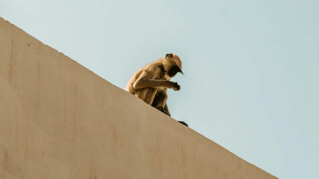 面向中国广告主：实战路径、平台比对与落地操作，教你如何找到黎巴嫩方向的Taobao创作者，为健身App拉新和提高活跃。