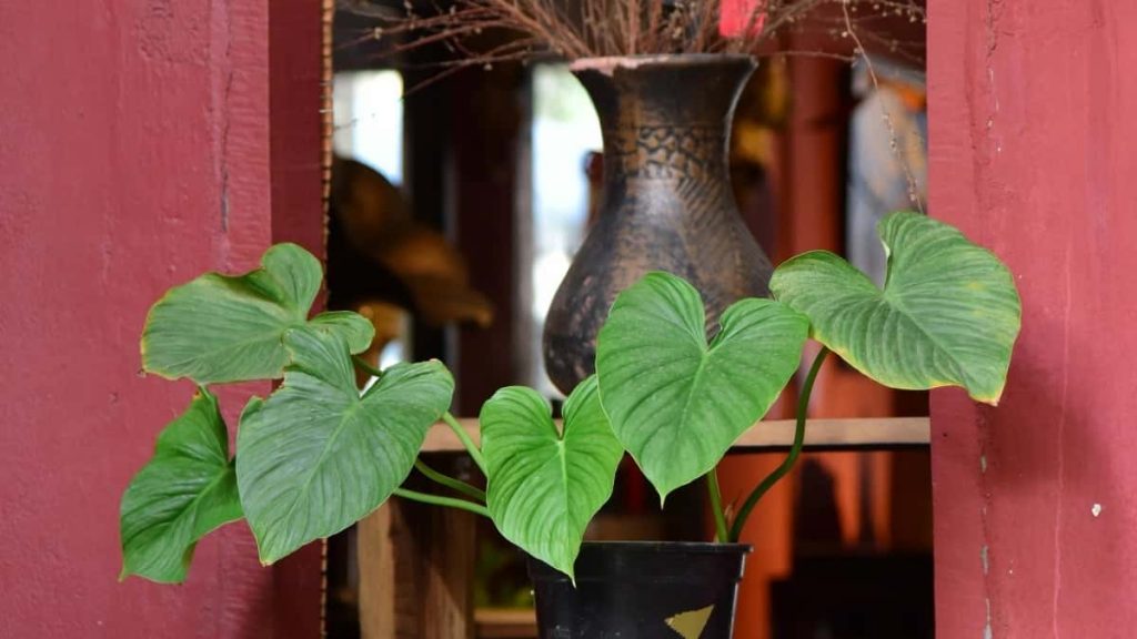 面向中国广告主：实操性策略，帮你定位并合作瑞典在Netflix上有影响力的内容创作者，含渠道、筛选与谈判要点。