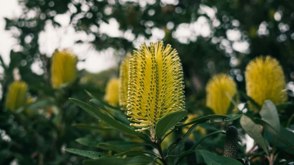 面向中国创作者，实操拆解如何在小红书上被澳大利亚品牌发现并入选品牌合作，从定位、内容、数据到主动接触与谈判技巧，一步步教你去做。