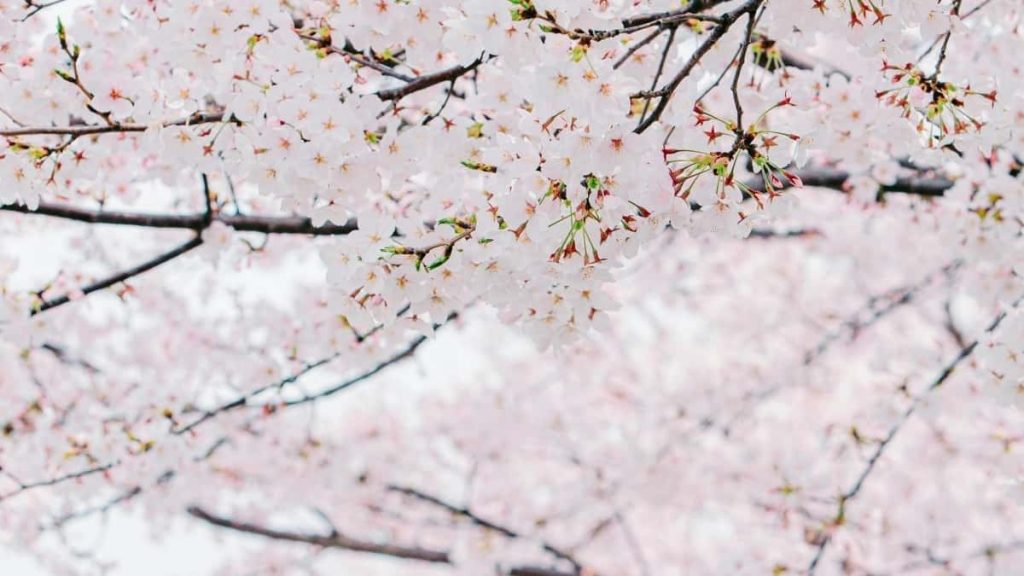 面向中国创作者：用 Discord 触达爱沙尼亚品牌、促成艺人合作的实操路线、平台与话术模板与风险提示。