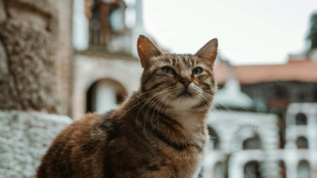 面向中国创作者的实操指南：怎样在Josh上高效触达乌拉圭品牌并争取本地化UGC合作机会，含策略、话术、案例与一步步行动表。