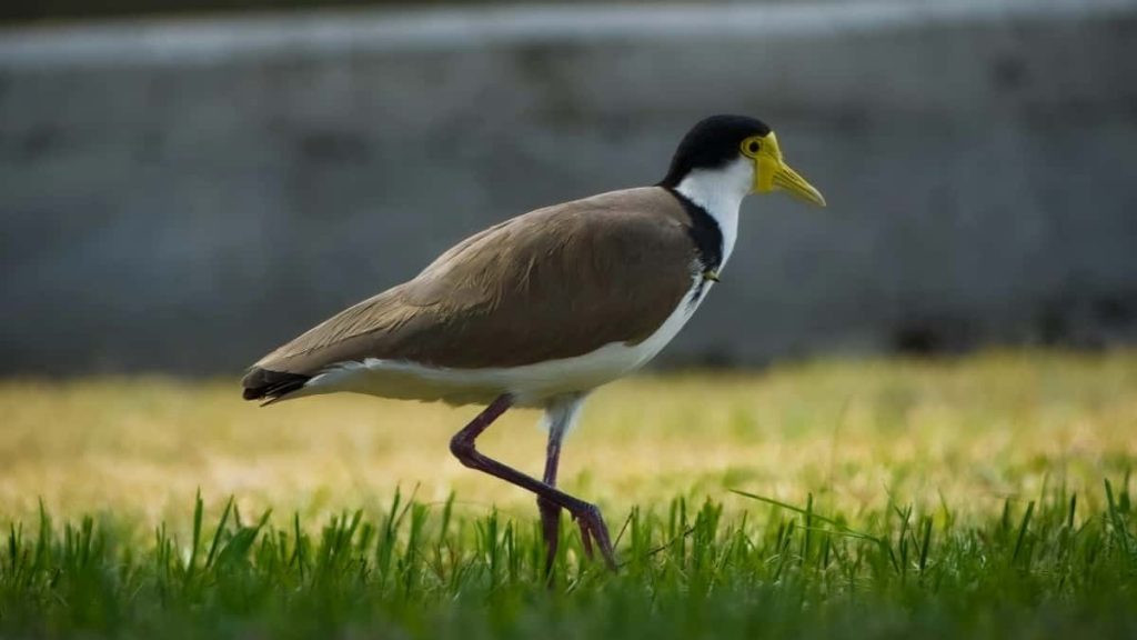 面向中国广告主，实战拆解如何在法国找到并激活 Apple Music 创作者，打造以创作者为核心的销售转化方案，含渠道、筛选、合作话术与合规提醒。