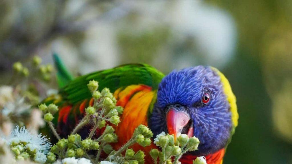 面向中国广告主，实战拆解如何找到能通过直播/主播为 Georgia Rumble 带来高质量安装的创作者，含平台对比、落地步骤与风险提示。