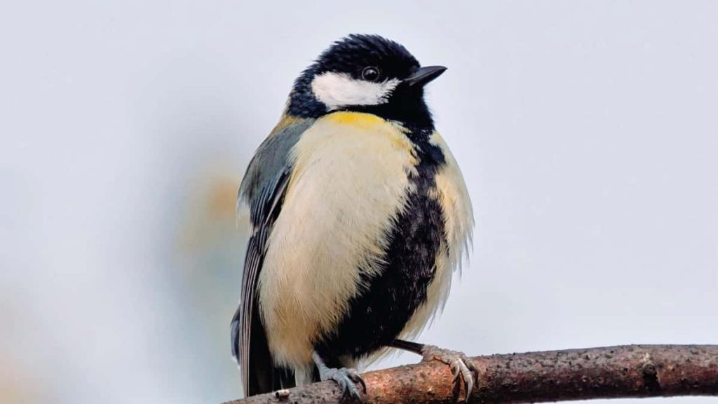 面向中国广告主：如何在捷克定位并合作Telegram创作者，通过UGC放大旅行装备曝光，含策略、渠道和实操步骤。