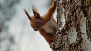 面向中国广告主：如何在德国找到并合作Viber创作者，放大健康生活品牌的本地触达与转化。