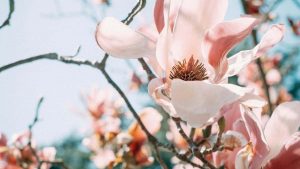 面向在中国投放线下活动的品牌，实操指南：如何通过KakaoTalk与蒙古创作者联动、挑人、谈稿、落地拍摄与风险控制。