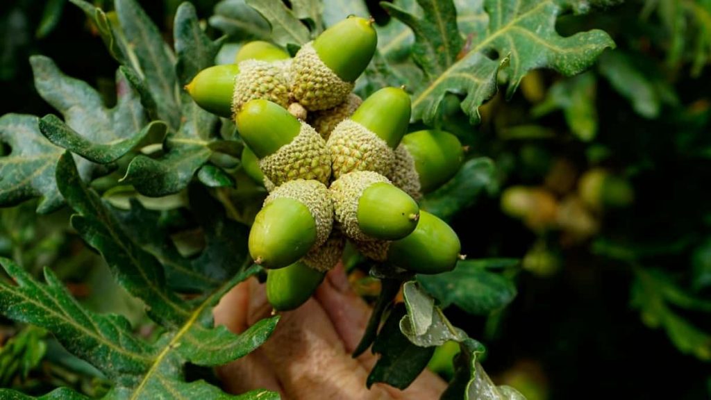 面向在中国的创作者，实操性指南：用Clubhouse接触挪威品牌、争取brand ambassador名额的策略、话题定位与沟通模版。