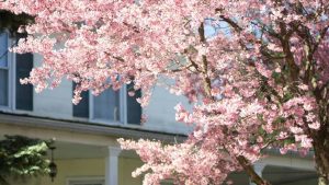 面向中国广告主的实操指南：如何在柬埔寨找到并激活KakaoTalk创作者，推动全球市场产品认知与转化。