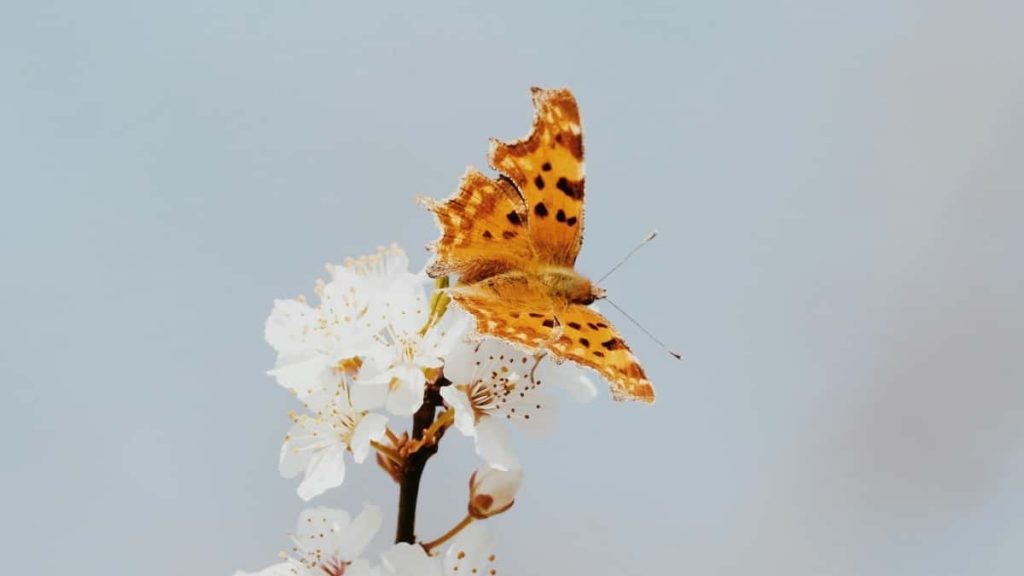 面向中国创作者：通过Amazon接触科威特美妆品牌、打动品牌并争取品牌大使位的可执行路线与实例。