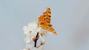 面向中国创作者：通过Amazon接触科威特美妆品牌、打动品牌并争取品牌大使位的可执行路线与实例。