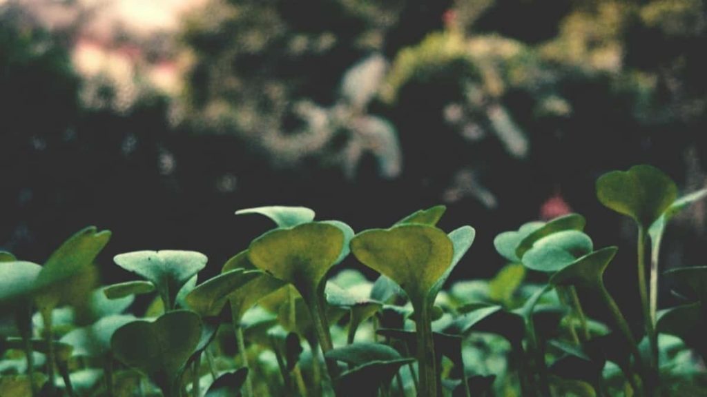 面向中国创作者的实操指南：在Reddit上定位秘鲁品牌、设计本土化音乐挑战并安全触达合作决策人。