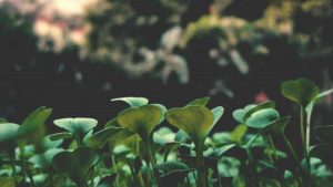 面向中国创作者的实操指南：在Reddit上定位秘鲁品牌、设计本土化音乐挑战并安全触达合作决策人。