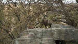 面向中国广告主的实操指南：如何在阿尔及利亚的 Discord 社区找到游戏类创作者并放大品牌声量，含本地化策略与落地流程。