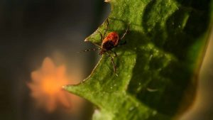 面向中国广告主，实操指南教你在菲律宾寻找并合作Pinterest风格创作者，含筛选模板、沟通脚本与本地化投放建议。